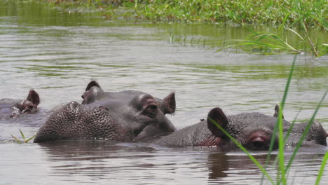 Heads-Of-Hippos-With-Bodies-Submerged-In-The-Lake-Water-In-Bostwana---Closeup-Shot