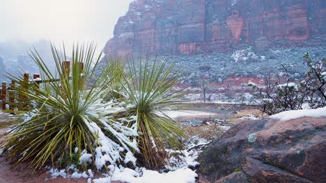 Palmeras-Pequeñas-Que-Crecen-En-La-Nieve-Al-Pie-De-Las-Montañas-Alrededor-Del-Parque-Nacional-Zion