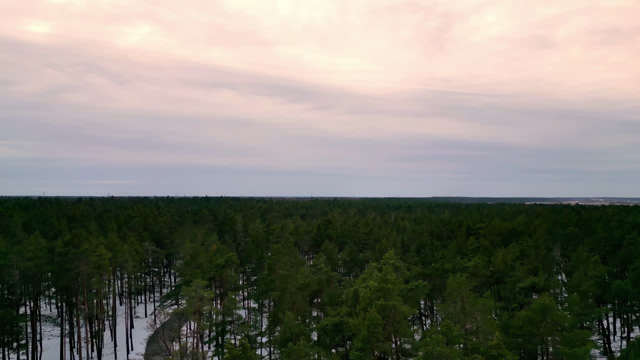 Dense pine forest with tall, thin trees and a cloudy sky, with snow blanketing the ground in a winter scene