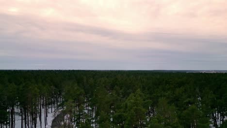 Denso-Bosque-De-Pinos-Con-árboles-Altos-Y-Delgados-Y-Un-Cielo-Nublado,-Con-Nieve-Cubriendo-El-Suelo-En-Una-Escena-Invernal