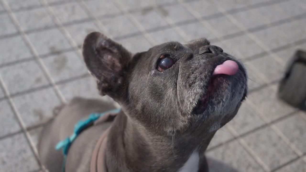 Detailed close up of a French Bulldog looking upward while catching food