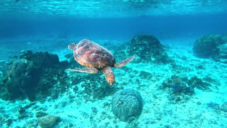 closeup of a sea turtle swimming under the crystal blue sea - underwater, side view