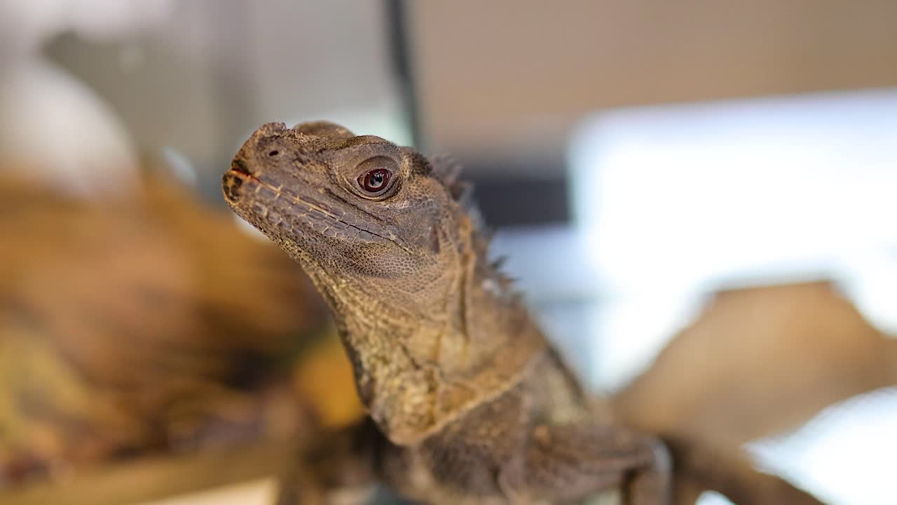 A Philippine sailfin lizard is seen in close-up, attentively observing its environment in a well-lit indoor setting