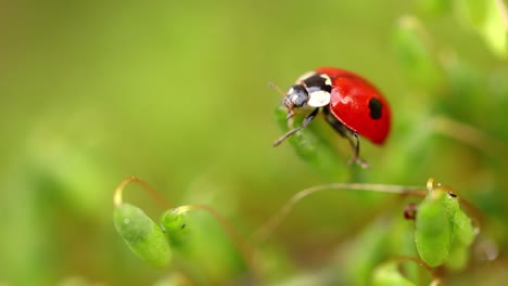 close-up de la vida silvestre de una mariquita en la hierba verde en el bosque