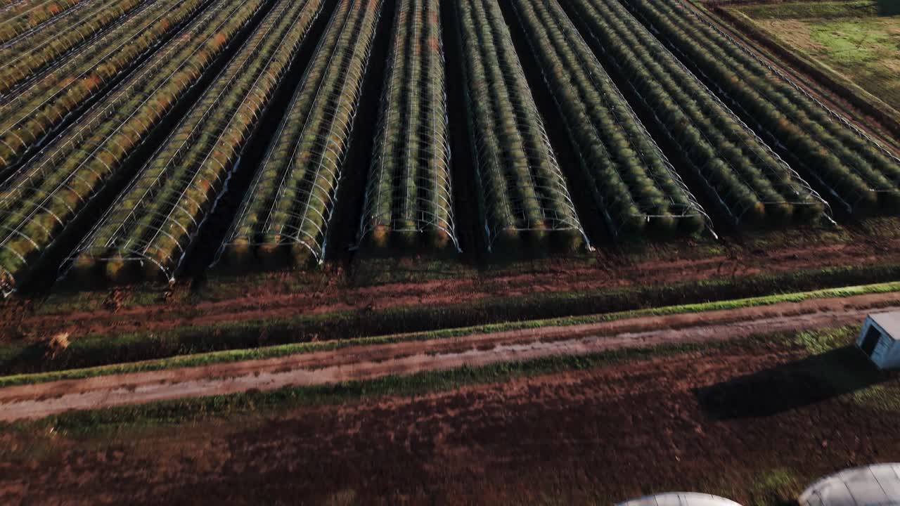 효율적이고 지속 가능한 농업에 기여하는 대규모 온실