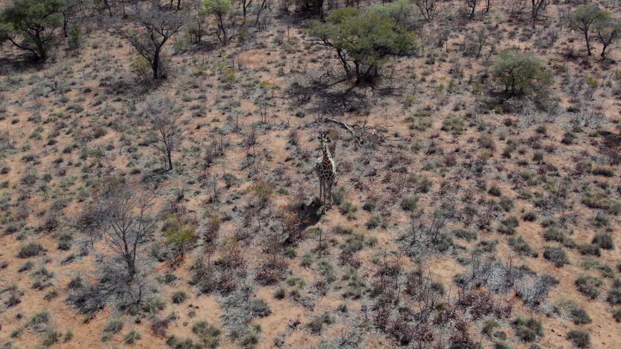 나미비아 워터버그 고원 국립공원의 광야에 서 있는 고독한 아프리카 기린