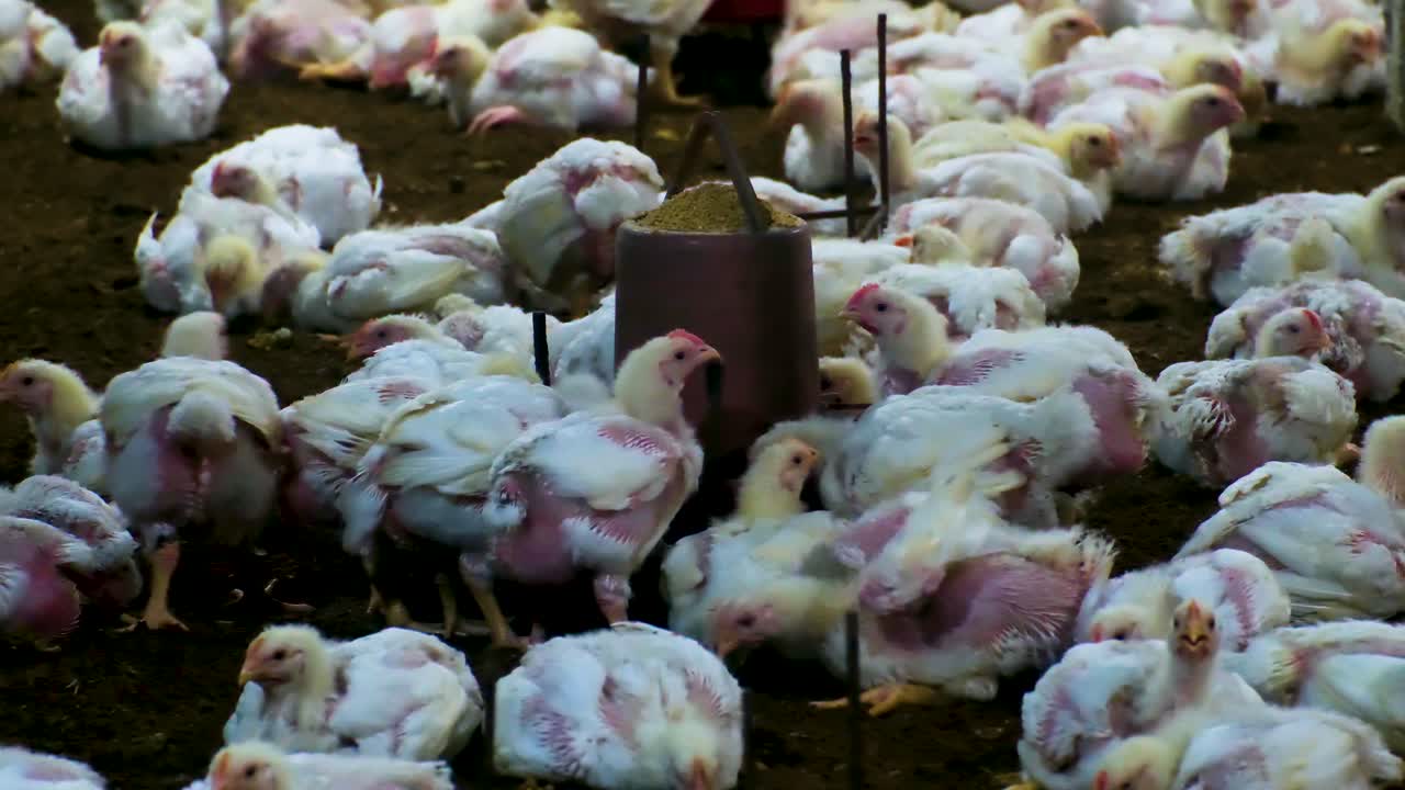 grupo de pollitos de pollo de engorde reunidos alrededor del alimentador de ganado en un granero de cría de aves de corral