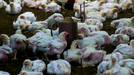 group of broiler chicken chicks gathered around livestock feeder in poultry breeding barn
