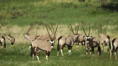 plano amplio de una manada de antílopes oryx de pie en el paisaje verde del parque transfronterizo kgalagadi