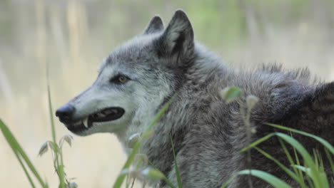 Schöner-Grauer-Wolf-Kaut,-Während-Er-über-Seine-Schulter-In-Richtung-Kamera-Blickt