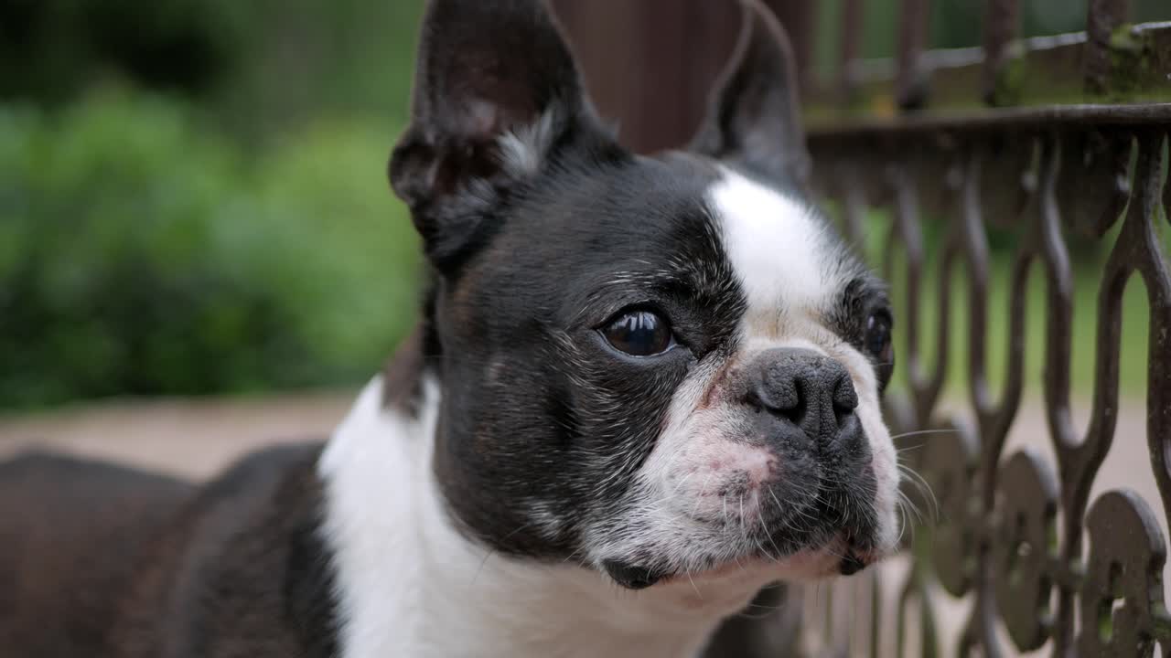 금속 게이트에 서서 게이트 밖을 내다보는 개