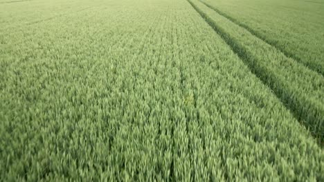 medium shot aerial over green wheat crop fields on rural agricultural land in uk