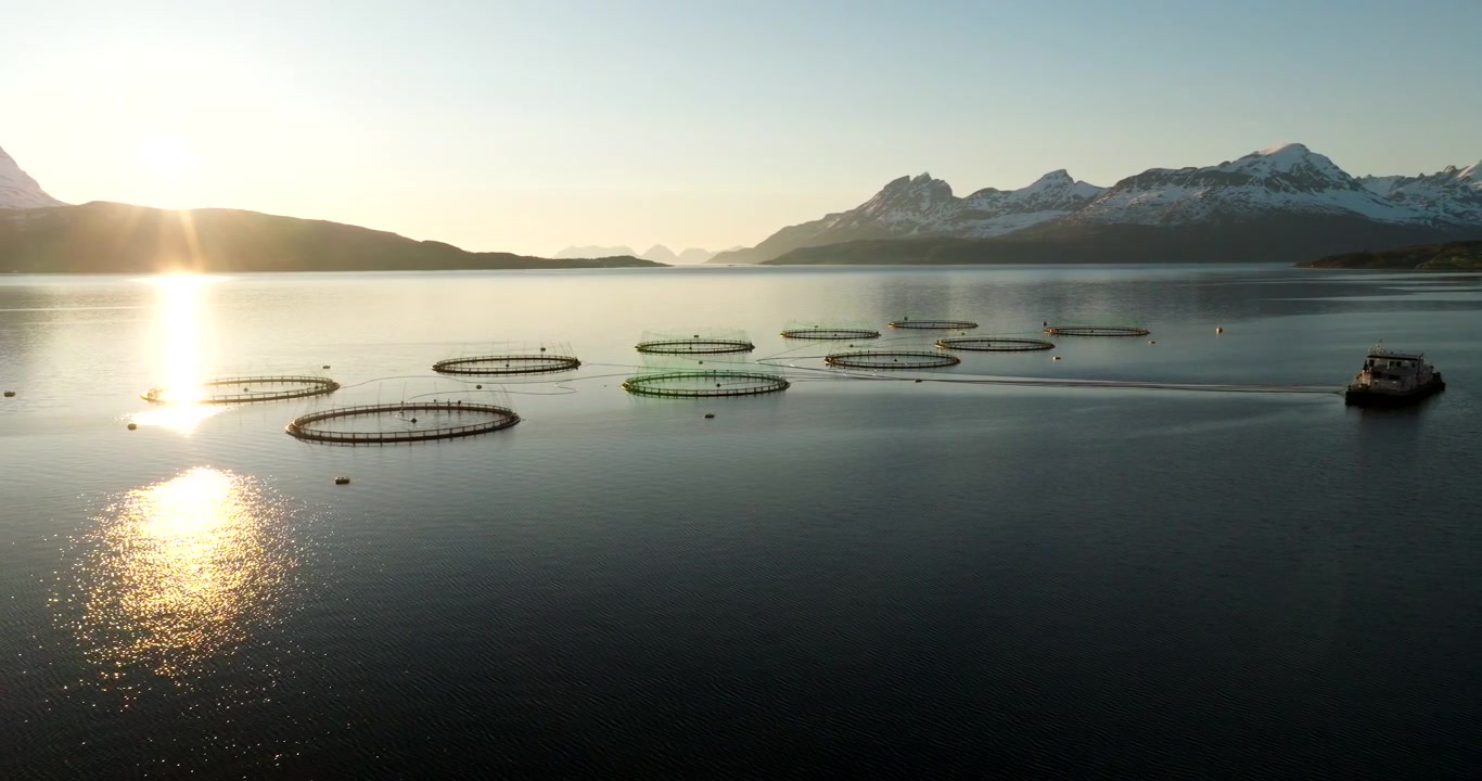 Drone view of salmon farm in fjord with midnight sun setting behind snowy mountains, creating golden reflection on water in Gratangen, Norway. Aerial, copy space