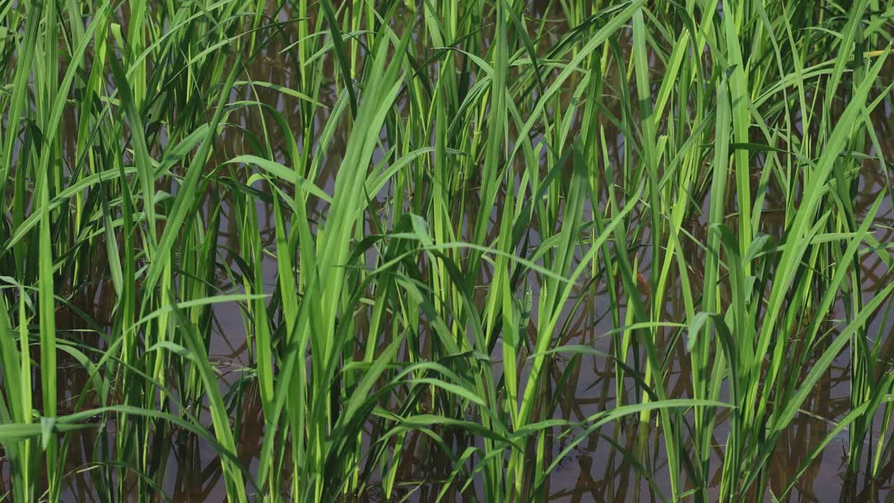observación del desarrollo de las plantas de arroz