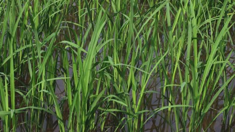 observación del desarrollo de las plantas de arroz