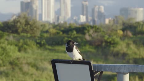 a magpie butcher bird perches on a chair against a lush green landscape with a distant city skyline