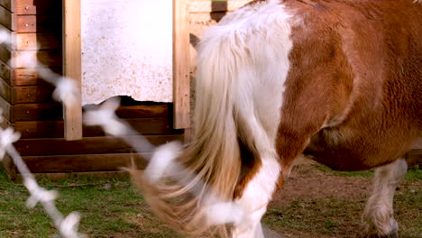 long tail of pony used to swat away pesky flies, view over barbed wire fence