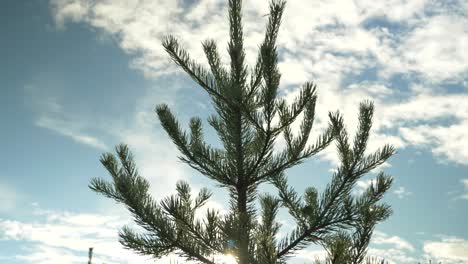 Orbit low angle shot of canopy crown of Pine tree, with branches ripping the blue cloudy sky