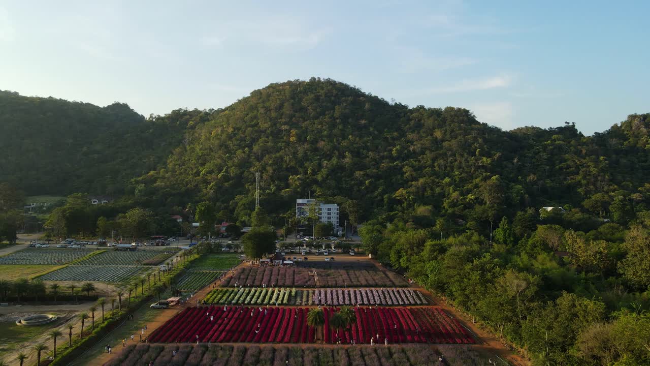 태국 팍총 카오야이의 꽃밭 전체를 보여주는 홋카이도 꽃 공원 카오야이 오름차순 공중 영상