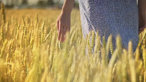 woman hand touching wheat ears. female agronomist touching wheat harvest