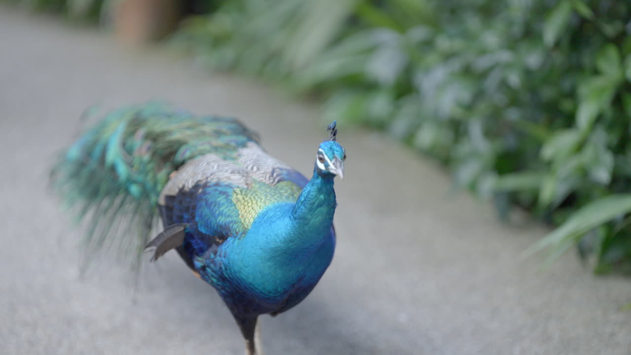 싱가포르의 만다이에 있는 싱가포어 동물원에 있는 공작새.