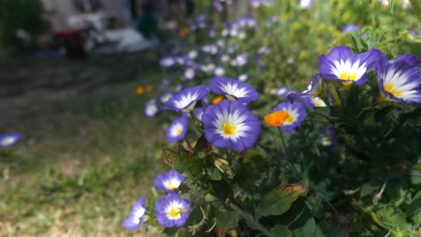 Beautiful-dwarf-morning-glory-plants-in-full-bloom,-blowing-in-the-breeze