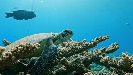 tortuga verde en el arrecife de coral bajo el mar en las islas bonin, japón