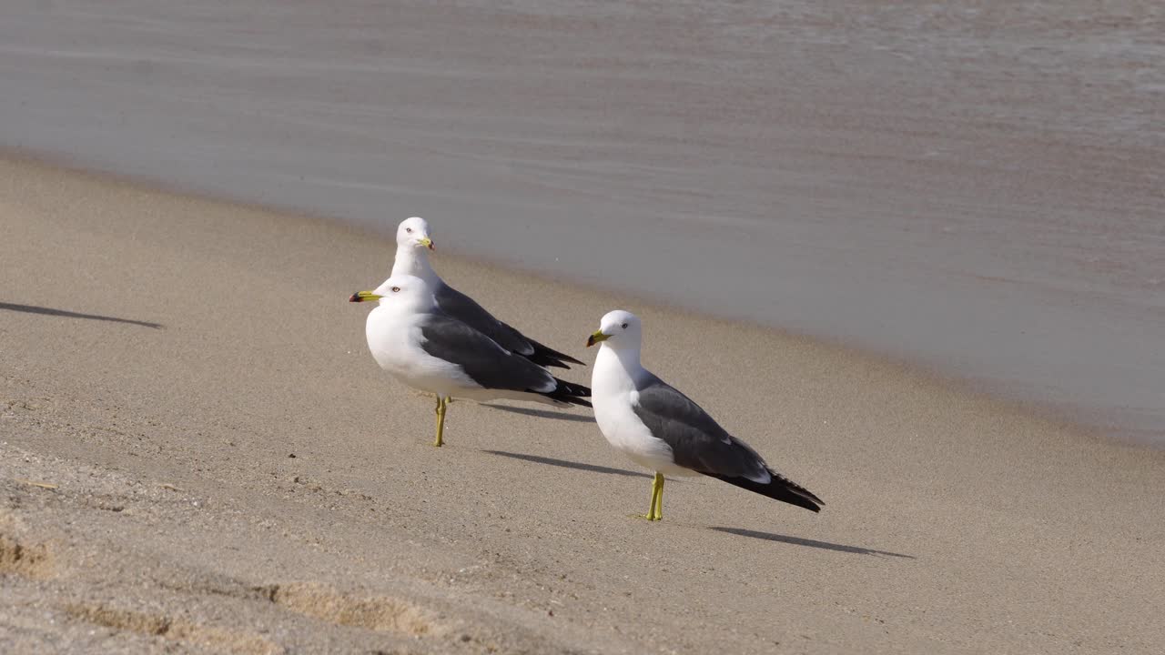 Three Black-tailed Gull Birds Standing On The Shore when Breaking Waves rolling over the white sand beach In Gangneung, South Korea - static, close up