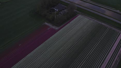 Reveal-shot-of-iconic-dutch-windmill-with-tulip-fields-during-sunrise,-aerial