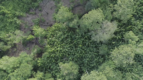 acai trees berry plantation crops in the amazon