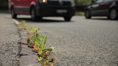Closeup-of-weeds-on-side-of-road-growing-in-crack-of-bricks-by-road-side,-cars-zoom-past