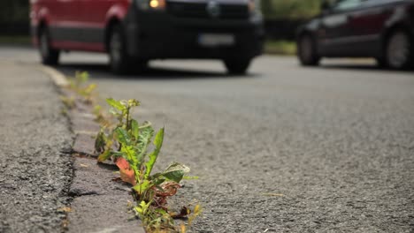 Primer-Plano-De-La-Maleza-Al-Costado-De-La-Carretera-Que-Crece-En-Grietas-De-Ladrillos-Al-Lado-De-La-Carretera,-Los-Autos-Pasan-A-Toda-Velocidad