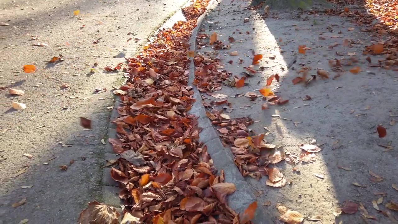 Autumn fallen leaves in the park.