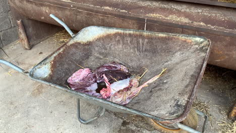 Placenta-of-a-Cow-in-a-Wheelbarrow-at-a-Farm