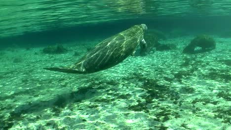 Gute-Aufnahmen-Von-Einer-Seekuh,-Die-Unter-Wasser-Schwimmt