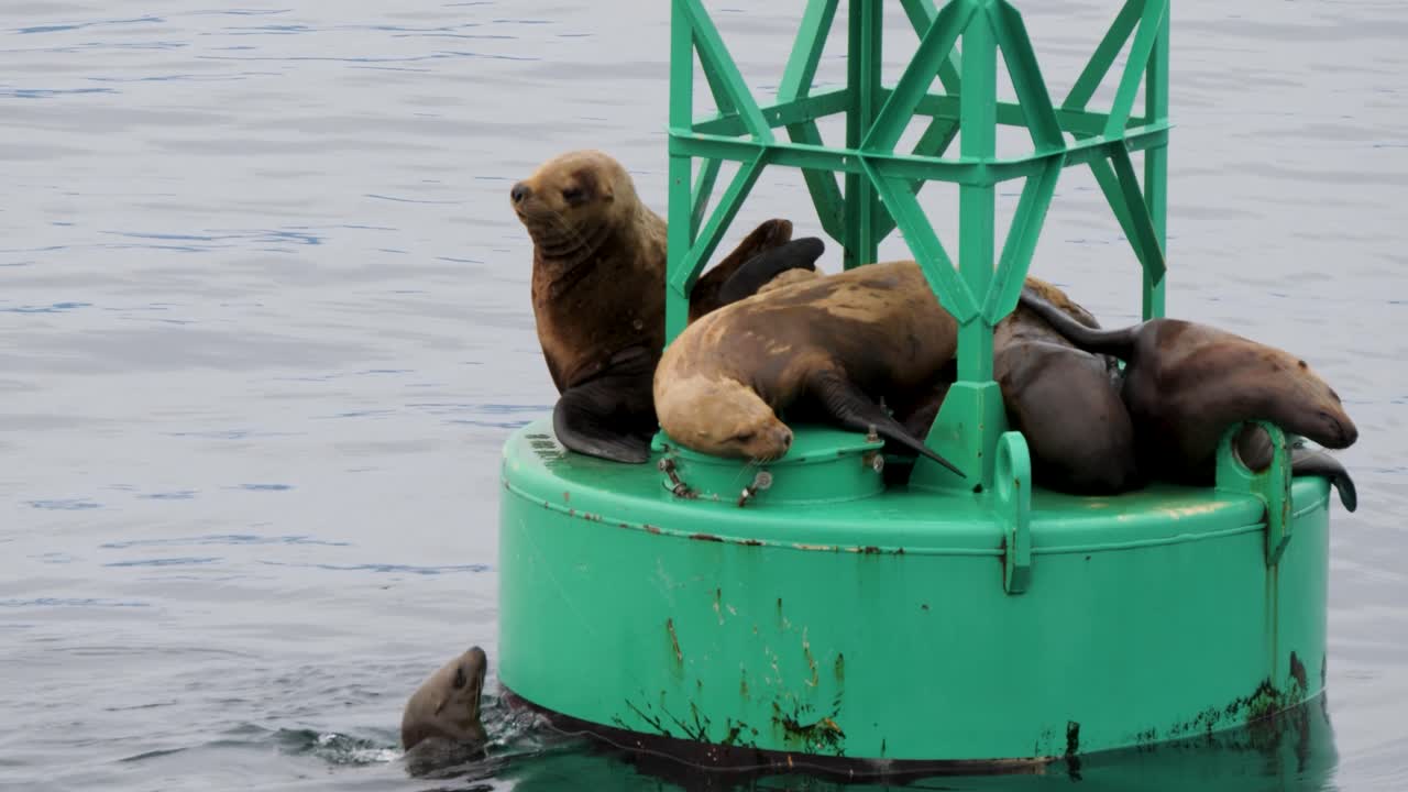 Steller Sea Lion looking for a spot on a navigational buoy, Sitka, Alaska.