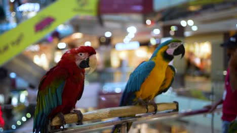 Primer-Plano-De-Coloridos-Loros-Guacamayo-Escarlata---Loro-Rojo-Guacamayo-Escarlata,-Guacamayo-Ara,---Loro-Amarillo-Guacamayo-Escarlata