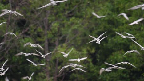 Terns-are-seabirds-that-can-be-found-all-throughout-the-world-at-sea,-rivers,-and-other-wider-bodies-of-water