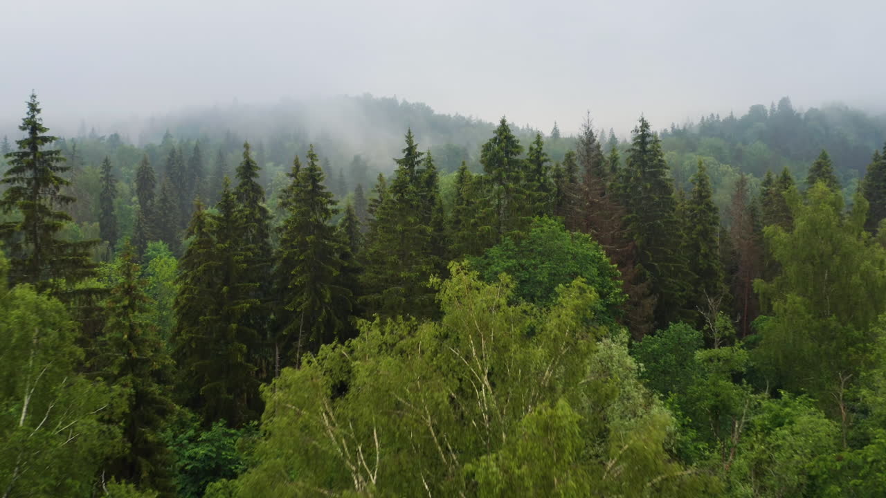 Humid and foggy forest mountain range in morning, aerial drone shot