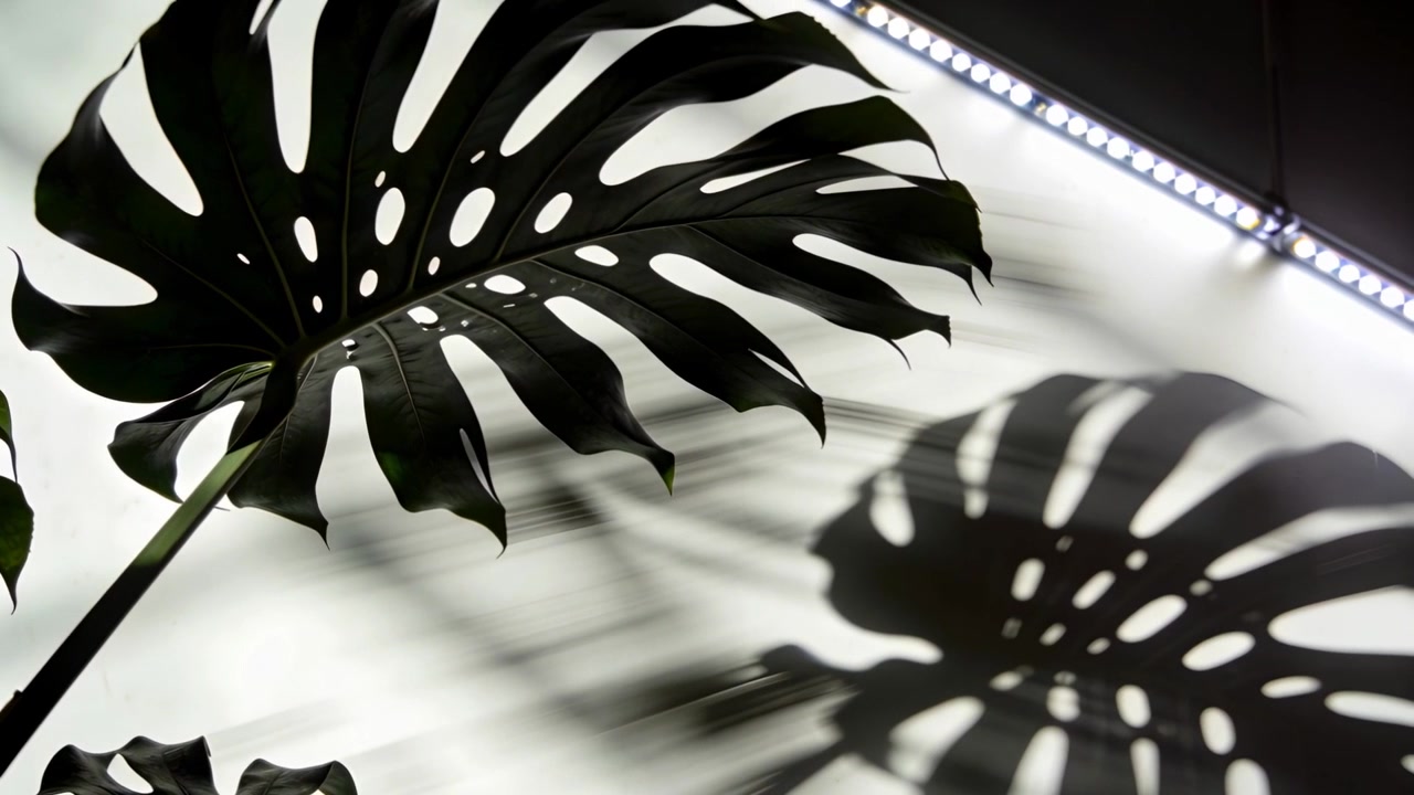 Ombra mutevole di una foglia di Monstera che scivola lungo la parete di una stanza, con LED lineare che sfarfalla e oscilla dolcemente.