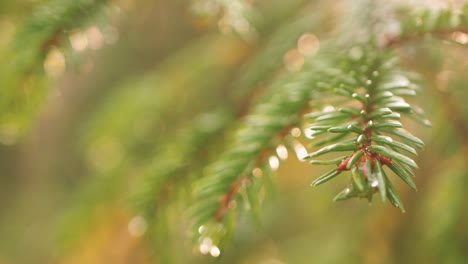 wet spruce branch with raindrops