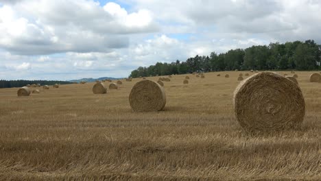 beautiful landscape. agricultural field. round bundles straw bales in the field.