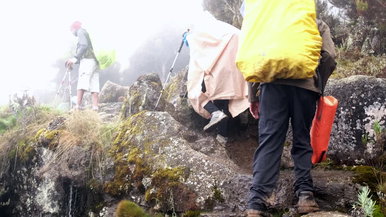 산책자 들 은 안개 속 에 킬리만자로 산 을 산책 하는 동안 배 과 산책 막대기 를 들고 산책 한다