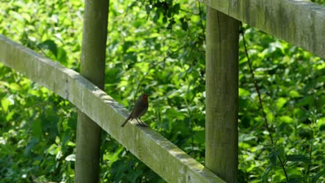 Robin-perched-on-a-wooden-fence-flies-away-into-the-green-vegetation-behind