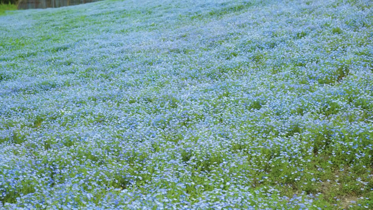 春の平和な日本の海浜公園に広がる鮮やかなネモフィラの花畑。