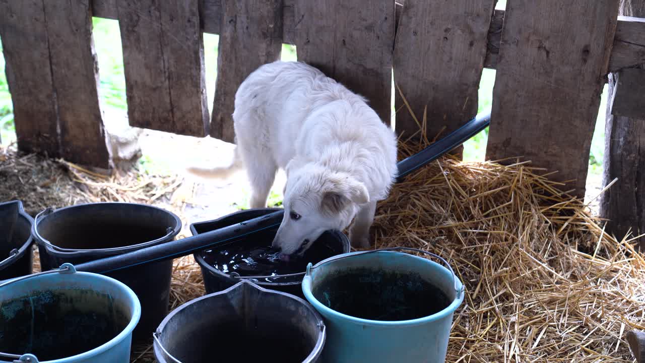 Weißer Hund trinkt frisches Wasser aus einem blauen Eimer in einem rustikalen Gehege in einem Stall