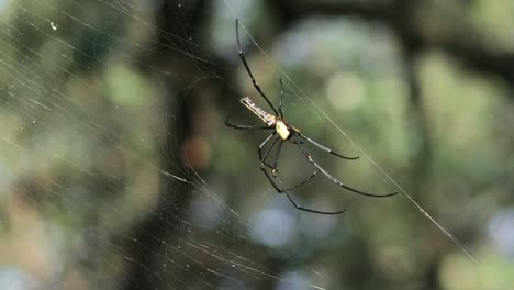 Goldene-Kugelnetzspinne,-Die-An-Der-Seite-Ihres-Hauptnetzes-Hängt-Und-Ihre-Langen-Beine-Schnell-Auf-Einem-Grünen-Bokeh-Hintergrund-Bewegt,-Mangrovenwald,-Thailand