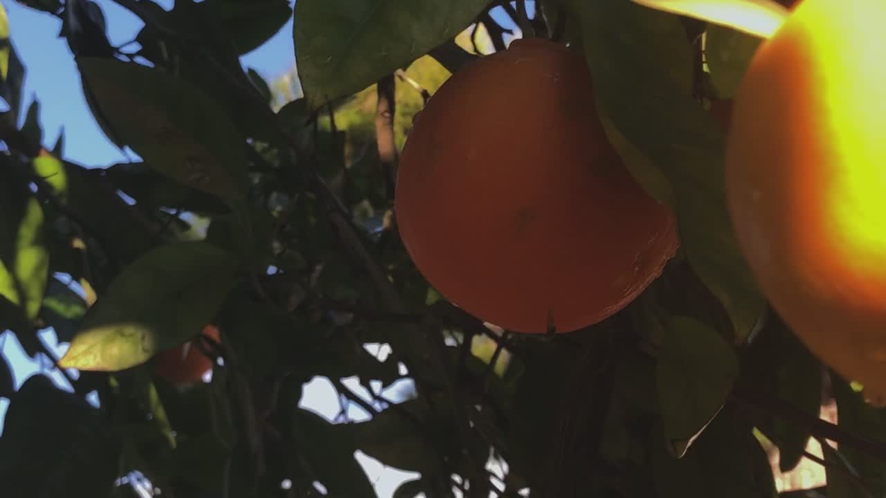 Primo piano di un albero di arance e dei suoi frutti, Palos Verdes Estates, California.