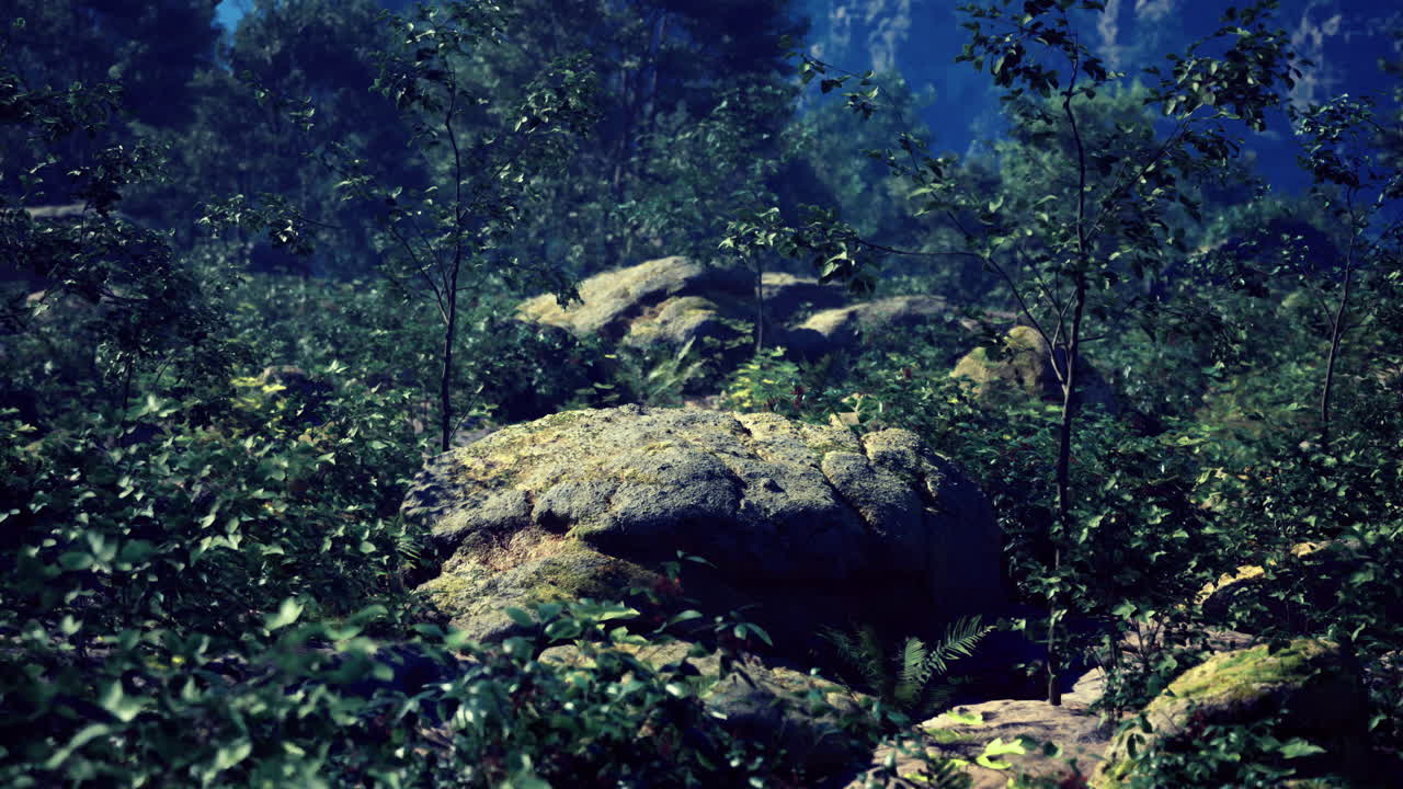 Lush green forest with large moss covered rocks in a serene landscape