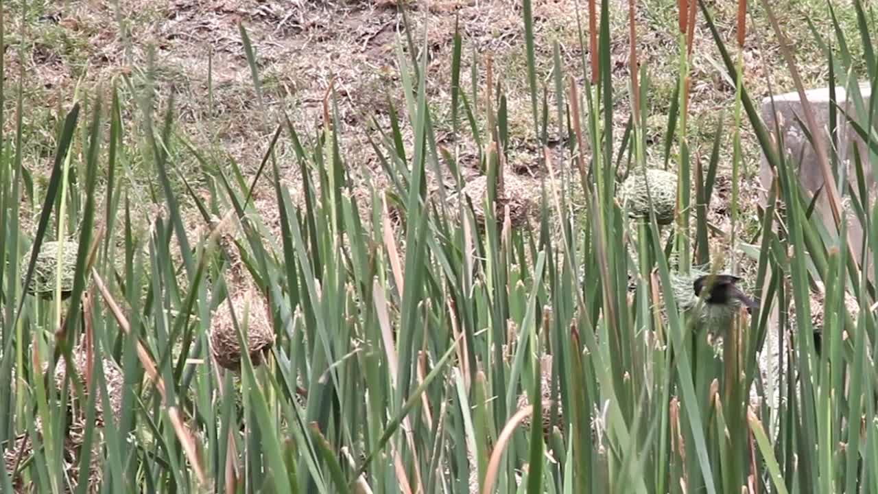 둥지를 검사하는 암컷 직공 새